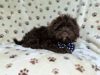 Amos, a male Shihpoo for sale in Lakeland, FL – 2 of 10