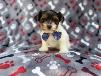Tuck, a male Yorkshire Terrier for sale in Lakeland, FL – 5 of 8