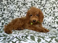 Prince, a male Cockapoo for sale in Lakeland, FL – 9 of 9