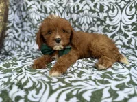Lasso, a male Cavapoo for sale in Lakeland, FL – 3 of 9