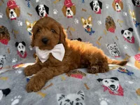 Bear, a male Cavapoo and Poodle - Miniature  for sale in Lakeland, FL – 2 of 8