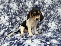 Whitney, a female Beagle for sale in Lakeland, FL – 5 of 9