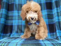 Pablo, a male Cockapoo for sale in Lakeland, FL – 5 of 8