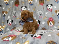Lynx, a male Cavapoo for sale in Lakeland, FL – 6 of 8