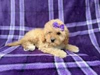 Ayla, a female Cavapoo for sale in Lakeland, FL – 5 of 8