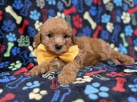 Lane, a male Cavapoo for sale in Lakeland, FL – 8 of 8