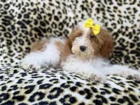 Jazzy, a female Poodle - Miniature  for sale in Lakeland, FL – 8 of 9