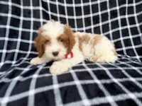 Boss, a male Cavapoo for sale in Lakeland, FL – 7 of 9