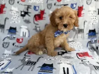 Conner, a male Cavapoo for sale in Lakeland, FL – 5 of 9