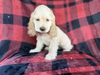 Tonka, a male Cocker Spaniel for sale in Lakeland, FL – 10 of 10
