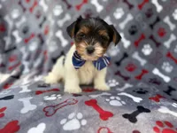 Tuck, a male Yorkshire Terrier for sale in Lakeland, FL – 3 of 8