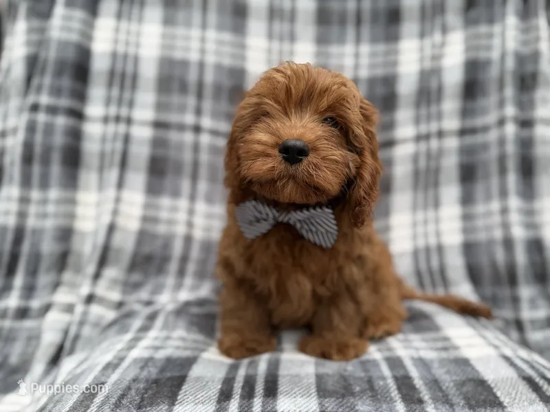Doodle – Cavapoo puppy for sale in Lakeland, FL