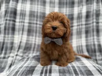 Doodle, a male Cavapoo for sale in Lakeland, FL – 1 of 8