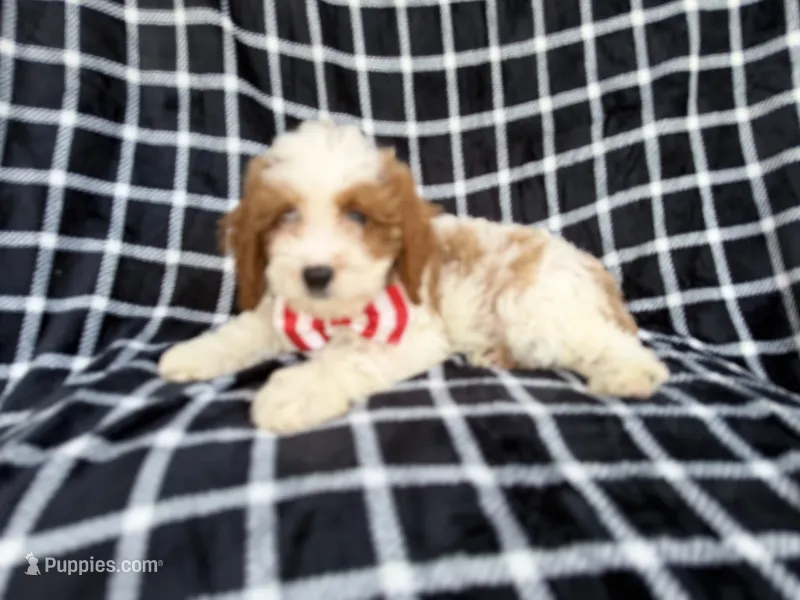 Boss – Cavapoo puppy for sale in Lakeland, FL