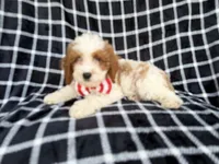 Boss, a male Cavapoo for sale in Lakeland, FL – 1 of 9