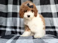 Pepper, a female Cockapoo for sale in Lakeland, FL – 3 of 8