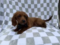 Domino, a male Cavapoo for sale in Lakeland, FL – 4 of 8