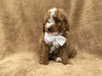 Lane, a male Goldendoodle and Poodle - Miniature  for sale in Lakeland, FL – 8 of 10