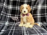 Cobra, a male Cavapoo for sale in Lakeland, FL – 1 of 8