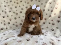 Lettie, a female Cavapoo for sale in Lakeland, FL – 5 of 9