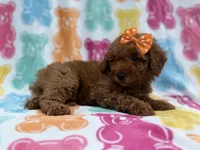 Ansley, a female Cavapoo and Poodle - Miniature  for sale in Lakeland, FL – 8 of 8