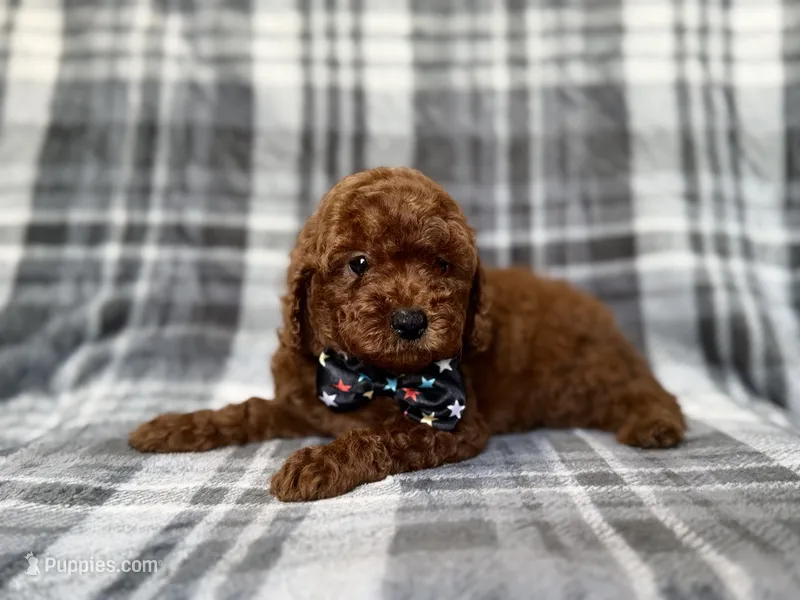 Snickers – Miniature Goldendoodle puppy for sale in Lakeland, FL