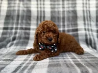 Snickers, a male Miniature Goldendoodle for sale in Lakeland, FL – 1 of 9