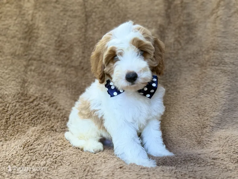 Shadow – Cavapoo puppy for sale in Lakeland, FL