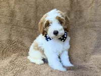 Shadow, a male Cavapoo for sale in Lakeland, FL – 1 of 10