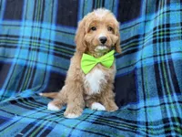 Astor, a male Cavapoo for sale in Lakeland, FL – 7 of 7