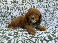 Lasso, a male Cavapoo for sale in Lakeland, FL – 7 of 9
