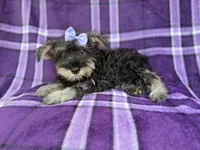Puddles, a female Miniature Schnauzer for sale in Lakeland, FL – 5 of 9