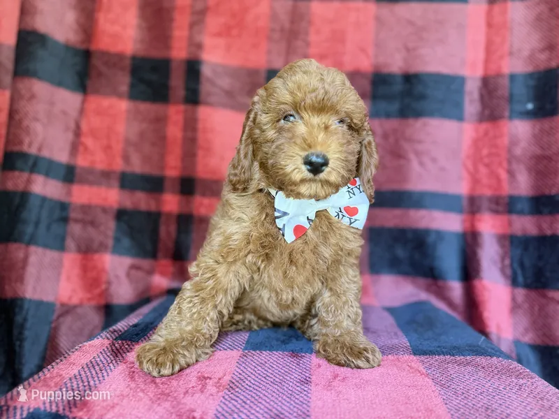 Samuel – Poodle - Miniature  puppy for sale in Lakeland, FL
