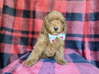 Samuel, a male Poodle - Miniature  for sale in Lakeland, FL – 1 of 9