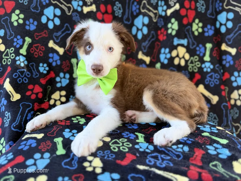 Buck – Miniature Australian Shepherd puppy for sale in Lakeland, FL