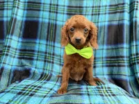 Dakota, a male Cavapoo for sale in Lakeland, FL – 3 of 7