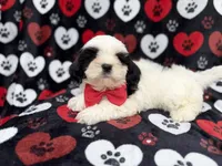 Sebastian, a male Shih Tzu and Shichon for sale in Lakeland, FL – 5 of 10