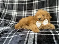 Dayton, a male Miniature Goldendoodle for sale in Lakeland, FL – 2 of 8
