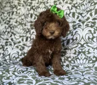 Claire, a female Cavapoo for sale in Lakeland, FL – 8 of 9