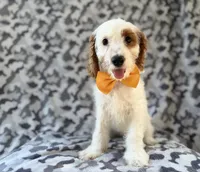 Trent, a male Cockapoo for sale in Lakeland, FL – 9 of 9
