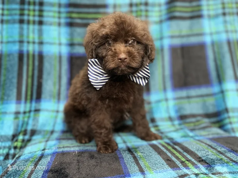 Bentley – Shihpoo, Poodle - Miniature  puppy for sale in Lakeland, FL