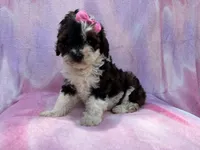 Fern, a female Cockapoo for sale in Lakeland, FL – 6 of 7