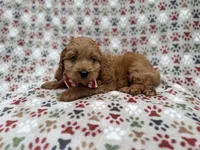 Pete , a male Cockapoo for sale in Lakeland, FL – 8 of 9