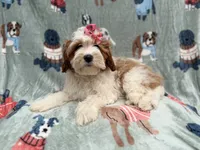 Ember, a female Cavapoo for sale in Lakeland, FL – 8 of 9