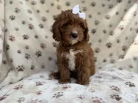 Lettie, a female Cavapoo for sale in Lakeland, FL – 4 of 9