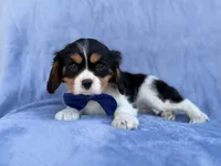 Goonie, a male Cavalier King Charles Spaniel for sale in Lakeland, FL – Photo 5 of 8