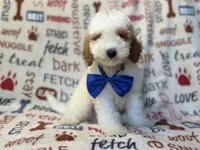Tofu, a male Poodle - Miniature  for sale in Lakeland, FL – 9 of 10