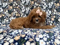 Biscuitly, a female Cavapoo for sale in Lakeland, FL – 3 of 9