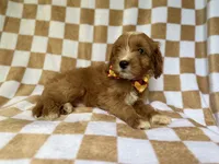 Marshall, a male Cavapoo for sale in Lakeland, FL – 5 of 9