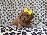 Carmen, a female Cavapoo and Poodle - Miniature  for sale in Lakeland, FL – 2 of 9